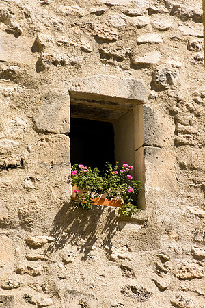 Flowers in the Window