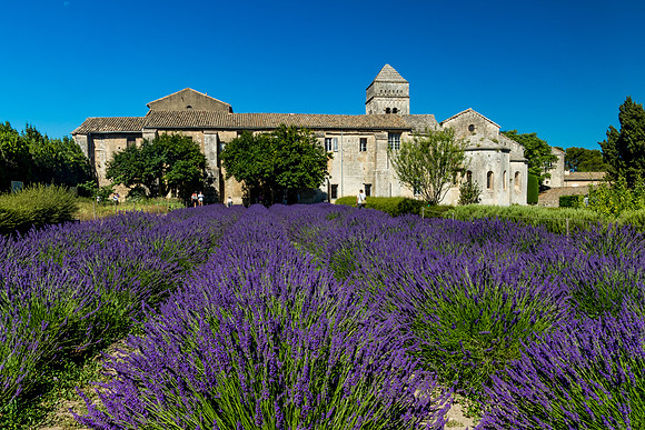 Lavender 2, Saint Paul de Mausole