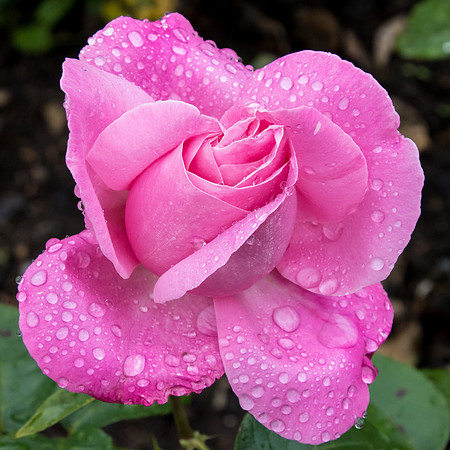 Rose of Cluny