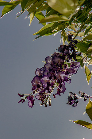 Viviers Purple