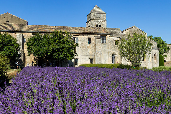 Lavender 1, Saint Paul de Mausole