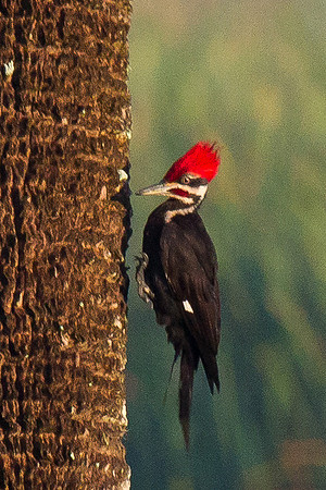Pileated Woodpecker