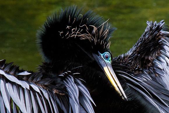 Anhinga w/ mating plumage