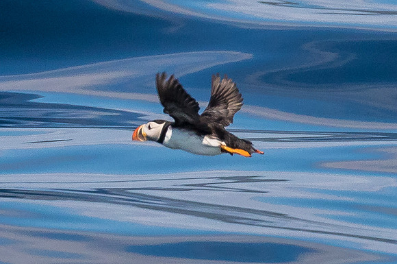 Smooth Flyer, Newfoundland