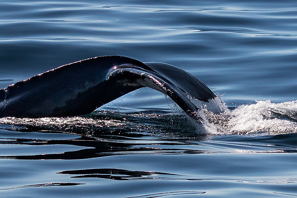 Graceful Power, Newfoundland