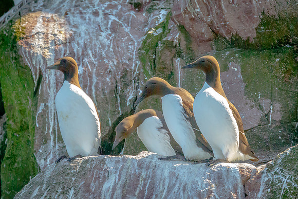 Common Murre, Newfoundland