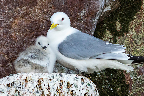 Herring Gull & Chick, Newfoundland