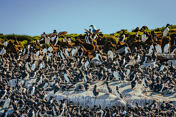 Murre Rookery, Newfoundland