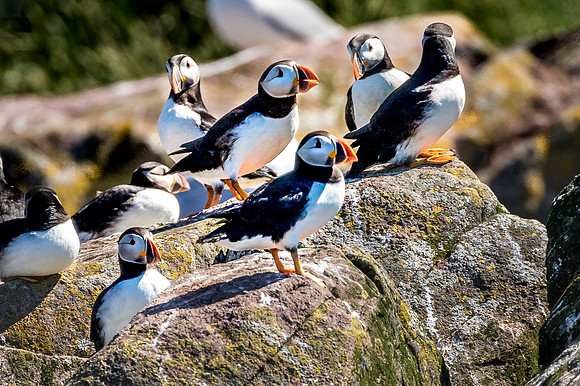 Puffin Rookery,St. Johns, Newfoundland