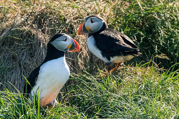 What's Up Puffin?