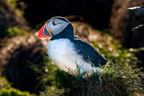 Basking in the Glow, Newfoundland