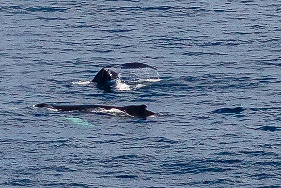 Humpback Whales Socializing, Newfoundland