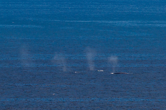 A line of Spouts, Newfoundland