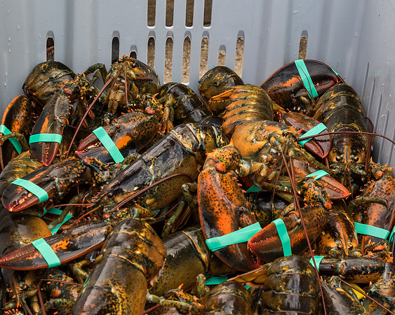 Maine Lobster