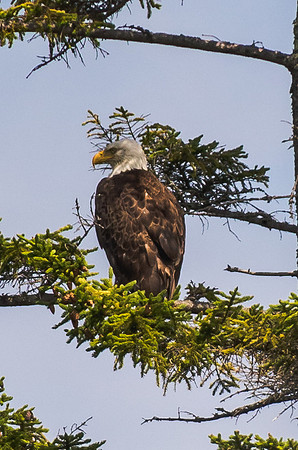 Young Bald Eagle, ME
