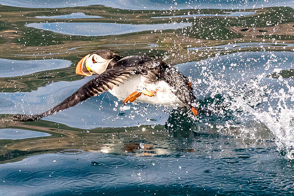 Puffin Walking on Water-St. Johns, Newfoundland