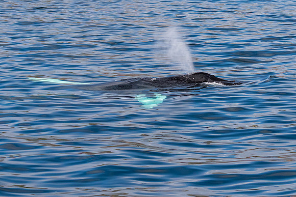 Young Humpback Whale, Newfoundland