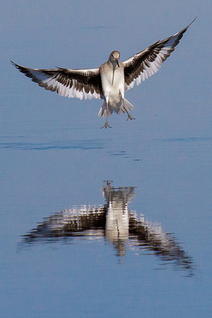 Mirrored Landing