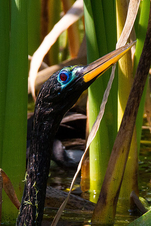 Anhinga