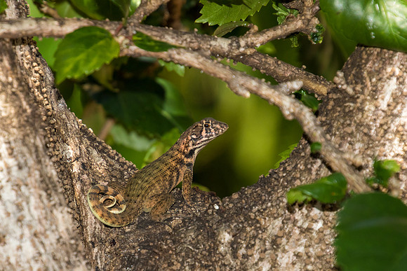 Cuban Curly-tailed Lizard