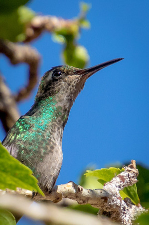 Bee Hummingbird