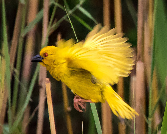 Yellow Weaver, St. Lucia Wetlands, Zulu Natal