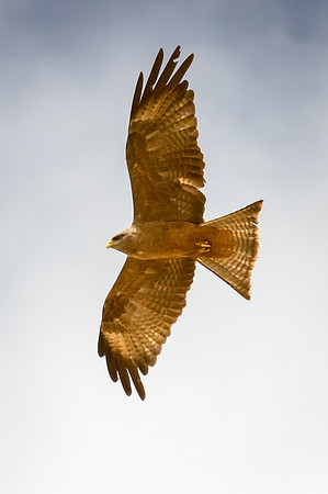 Black Kite, St. Lucia Wetlands, Zulu Natal