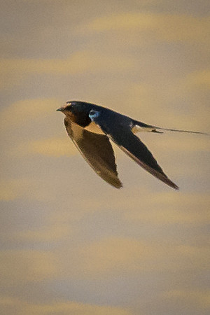 Barn Swallow, St. Lucia Wetlands, Zulu Natal