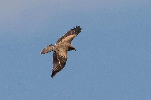 Black Kite, St. Lucia Wetlands, Zulu Nata