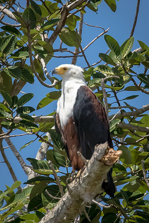 Fish Eagle, St. Lucia Wetlands, Zulu Natal