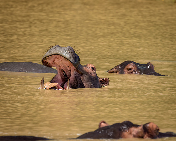 Hippos, St. Lucia Wetlands, Zulu Natal