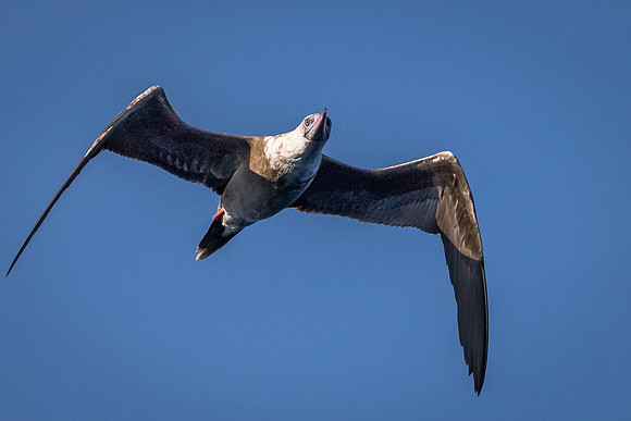 Red-footed Booby