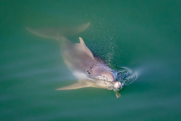 Humpback Dolphin, Richards Bay, SA