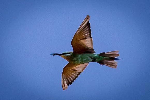 European Bee-eater, St. Lucia Wetlands