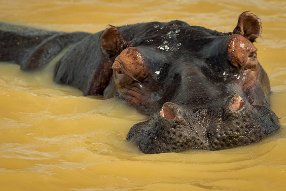 Hippo, Stl Lucia Wetlands, Zulu Natal
