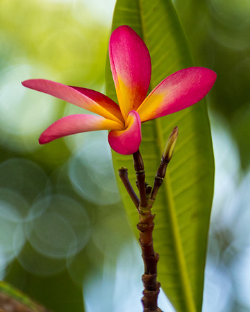 Tanzanian Flower
