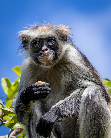 Red Colobus Monkey, Jozani Forest, Zanzibar