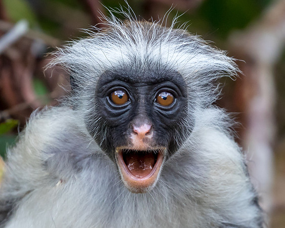 Red Colobus Monkey, Jozani Forest, Zanzibar