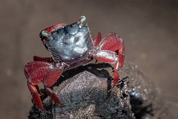 Mud Crab,Jozani Forest, Zanzibar