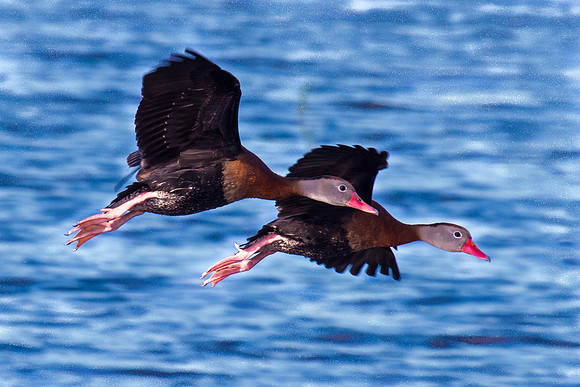 Black-bellied Whistling Ducks