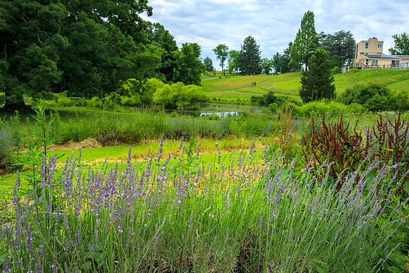 Soleado Lavender Farm