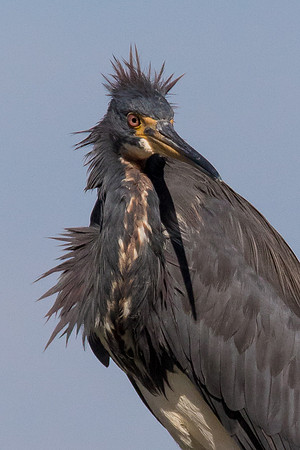 Needs a Hair-Do