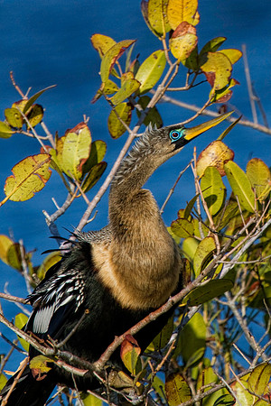 Female Anhinga