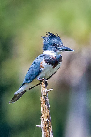 Belted Kingfisher