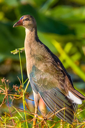 Juvenile Purple Gallinule