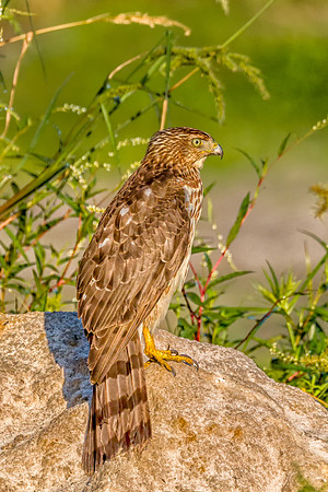 Cooper's Hawk