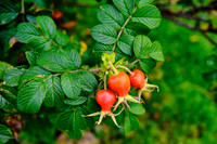 Rose Hips, Bar Harbor