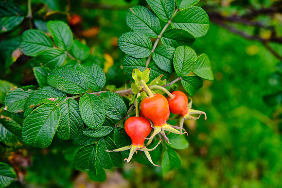 Rose Hips, Bar Harbor