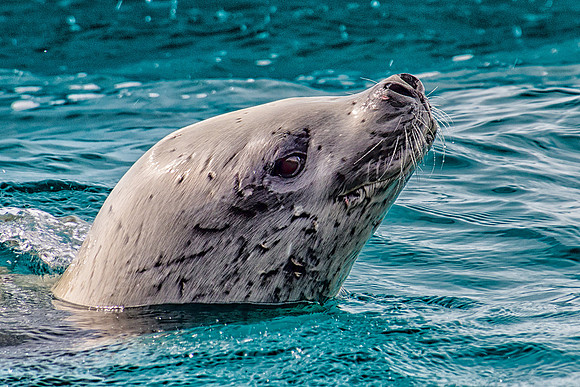 Crabeater Seal
