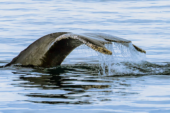 Humpback Fluke
